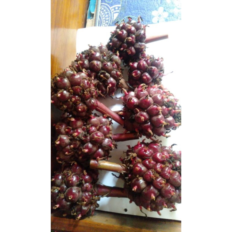 

Buah Honje/ Buah kecombrang segar 1 kg