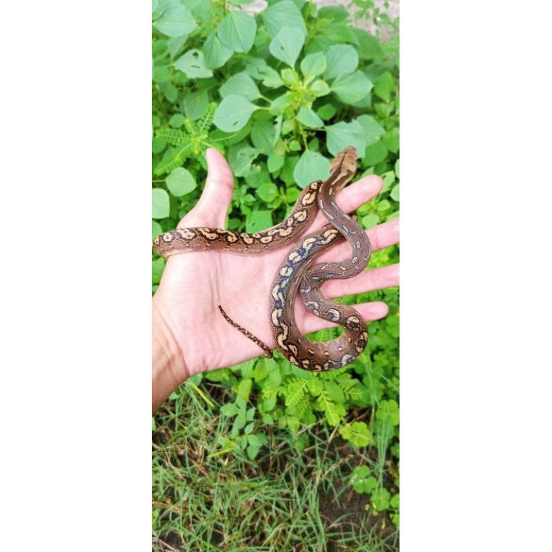 Lukisan Retic Retik Phantom