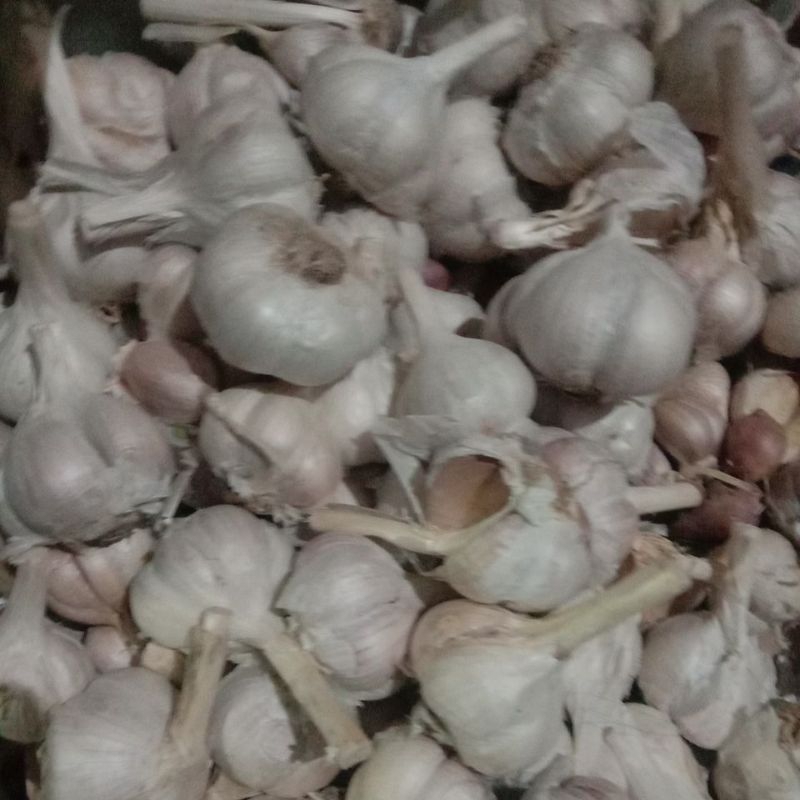 

Bawang putih