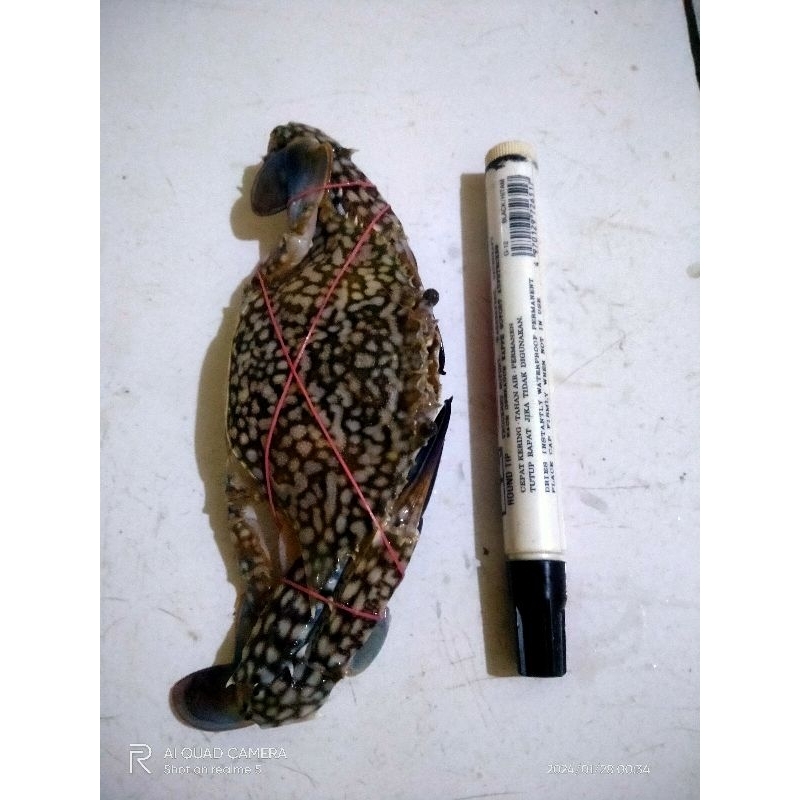 

Kepiting Rajungan Fresh @1kg