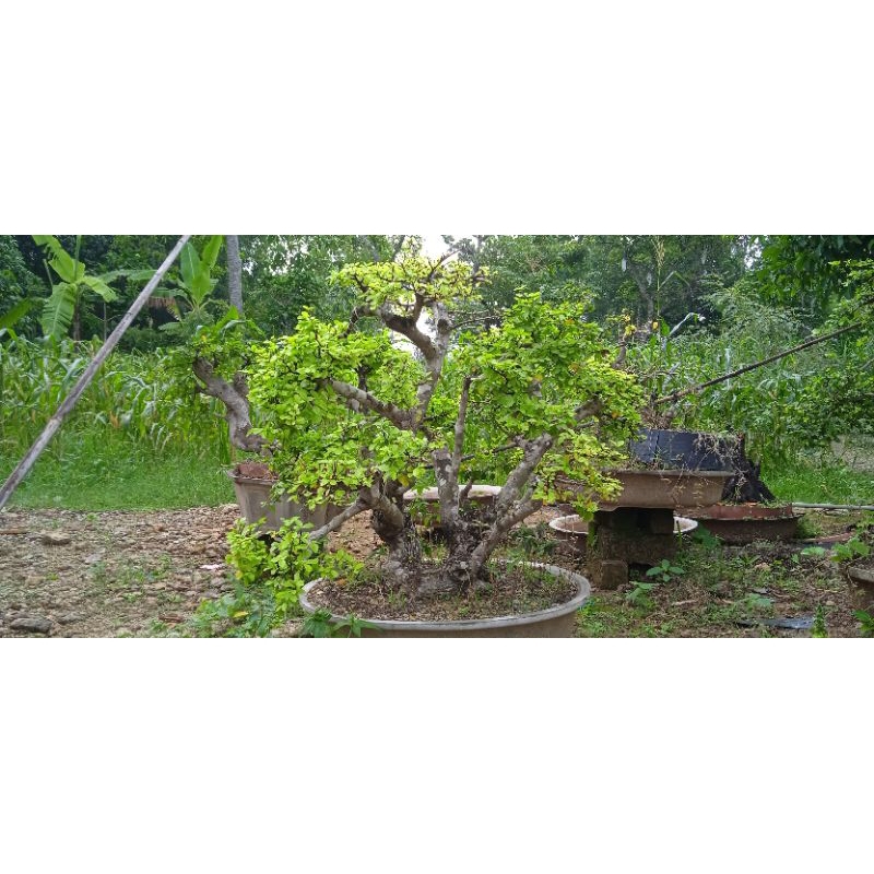 PROMO  Bahan Bonsai Serut Besar Jumbo Unik Istimewa Terbaik Termurah