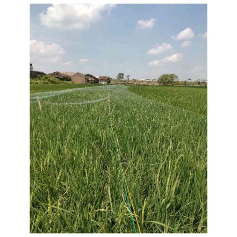 JARING BURUNG SAWAH SENAR TEBAL 0.20MM JARING PENGAMAN HAMA BURUNG PIPIT SAWAH
