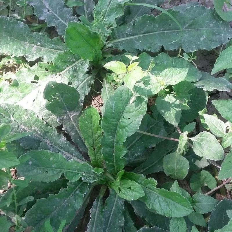 

Daun Tapak Liman Segar 250 Gram