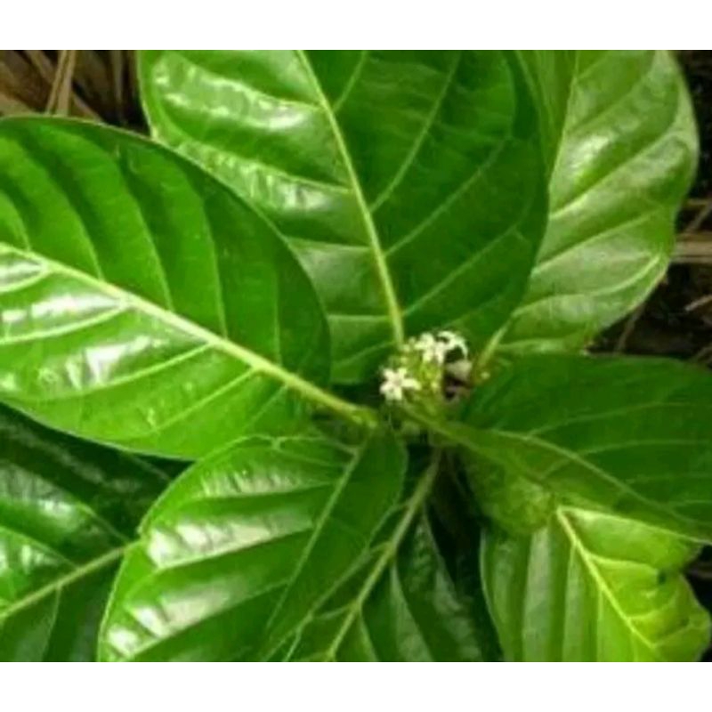 

Daun mengkudu segar