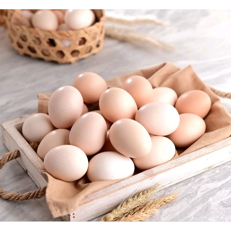 

TELUR AYAM KAMPUNG + MIKA / Harga untuk 1 butir / Jamin Segar