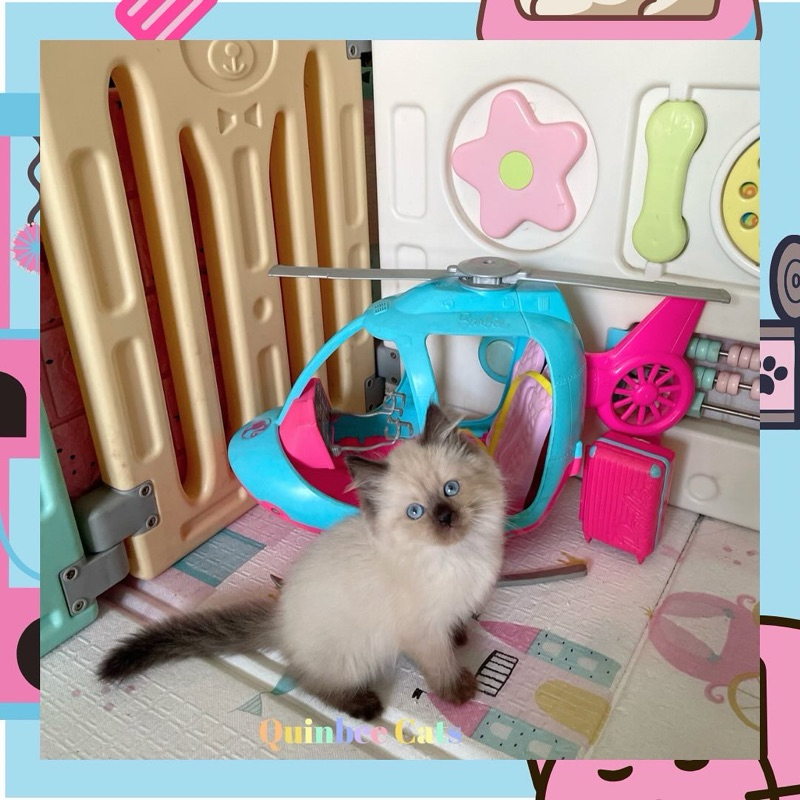 kucing Himalaya  Seal Point  Betina Mata Biru