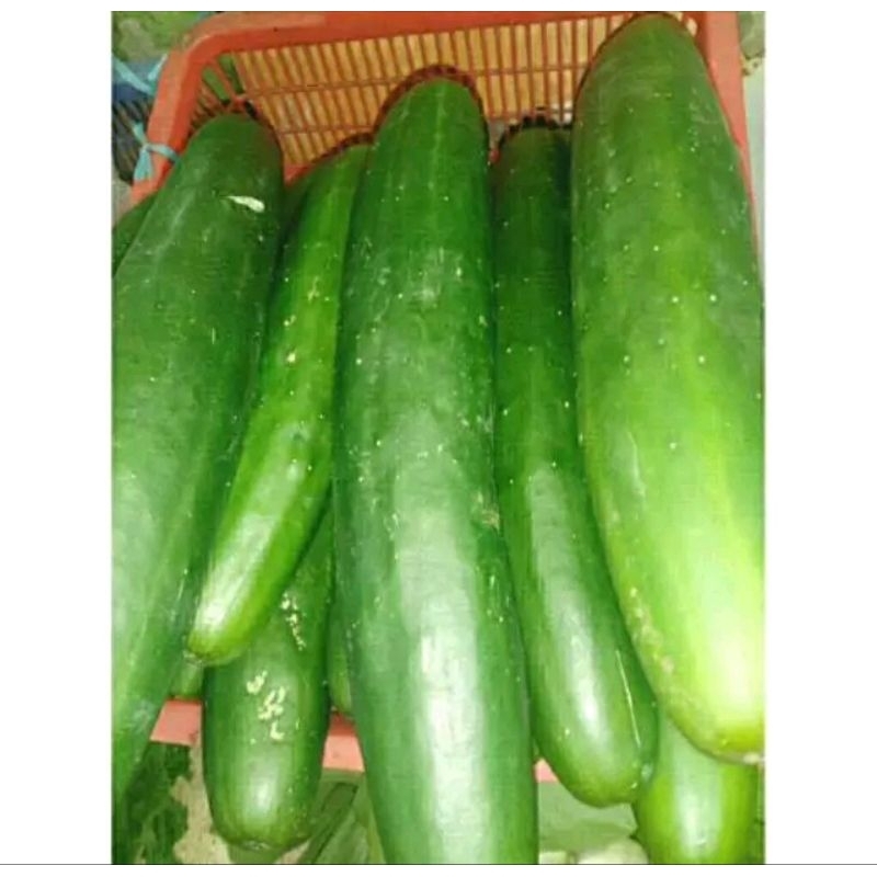 

Sayur Timun Jepang / Kyuri / Jamin Segar / Timun Kyuri