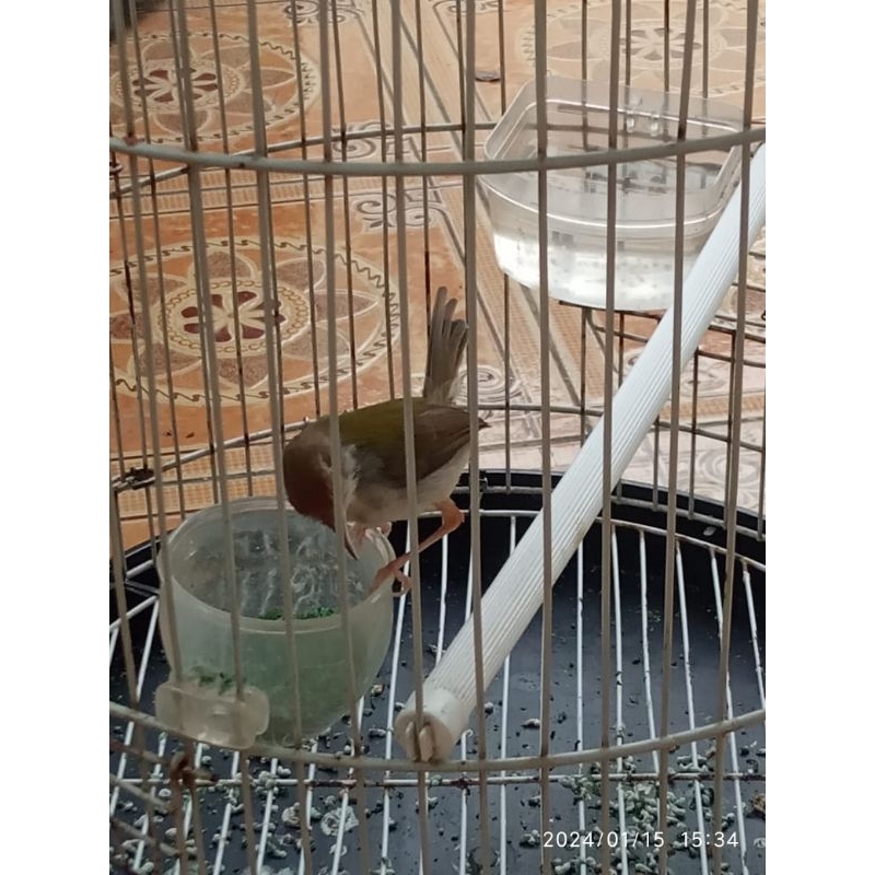 Burung Prenjak Bawah (Prenjak Lumut) Jantan Rawatan Rajin Nembak harga NETTTTT