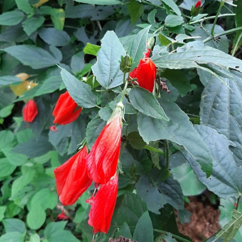 

Daun Wera/Bunga Sepatu 200g