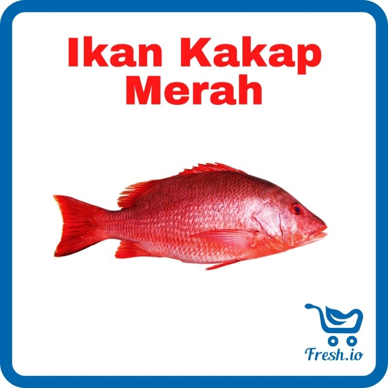 

Ikan Kakap Merah