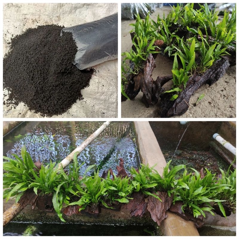 paket lengkap tanaman aquascape