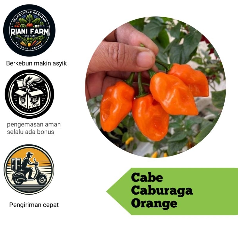 

Cabe Caburaga Orange