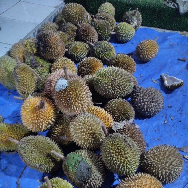 

DURIAN SUMATRA