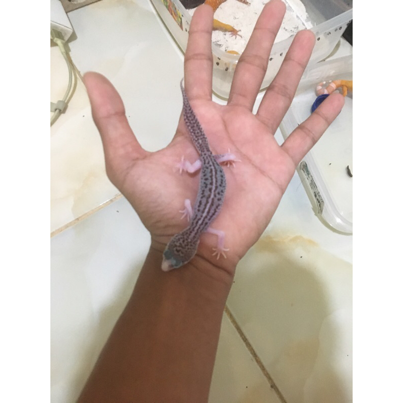 Gecko baby super snow eclipse