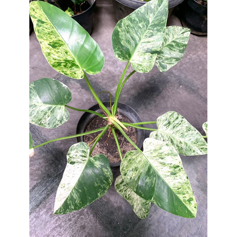 Tanaman Hias Philodendron Giganteum Varigata/ Philo Marble Varigata Tanaman Tropis