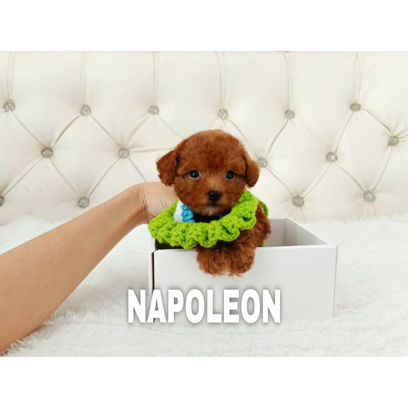 RED TINY POODLE POODLE MURAH POODLE SEMARANG