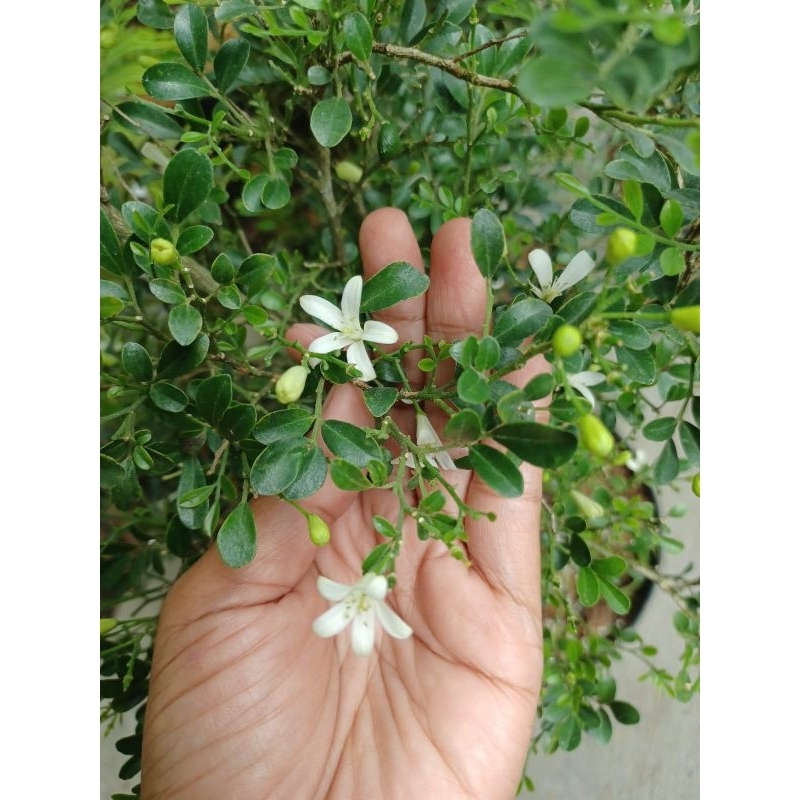 Tanaman hias kemuning termurah / Kemuning micro /kemuning jepang termurah