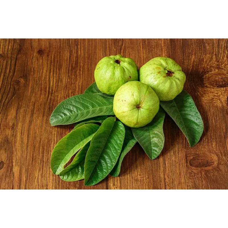 

Daun Jambu Biji