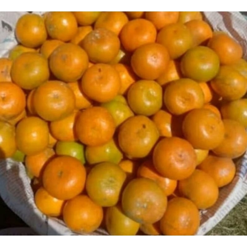 

JERUK MEDAN UKURAN SEDANG 1KG / BUAH JERUK MANIS / JAMIN SEGAR