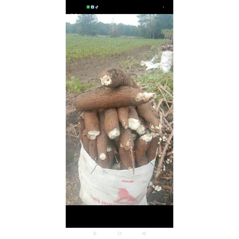 bibit tanaman ubi kayu lempur lembut gurih siap panen