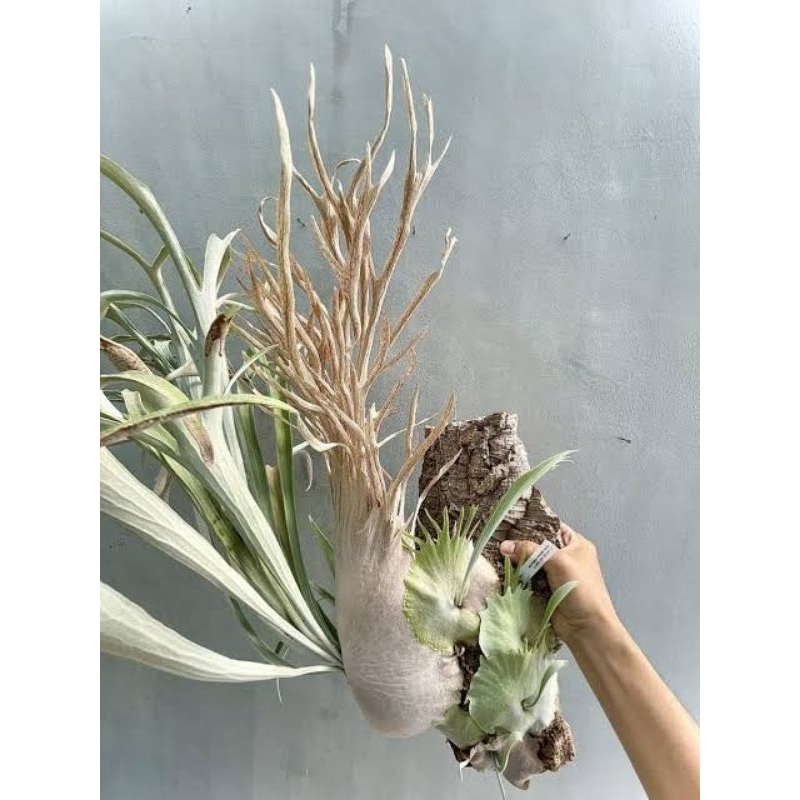 platycerium veitchii wild / veitchii hight shield