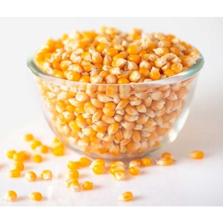 

KODE T68N JAGUNG POPCORN Mushroom 1kg