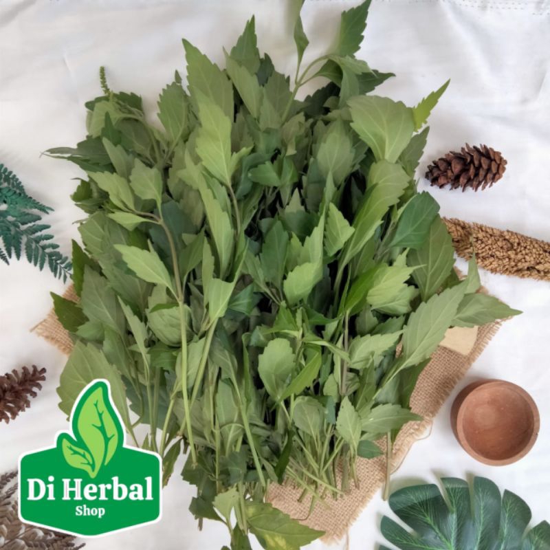 

Daun Kumis Kucing Segar Isi Per 500 Gram Rempah Herbal Alami