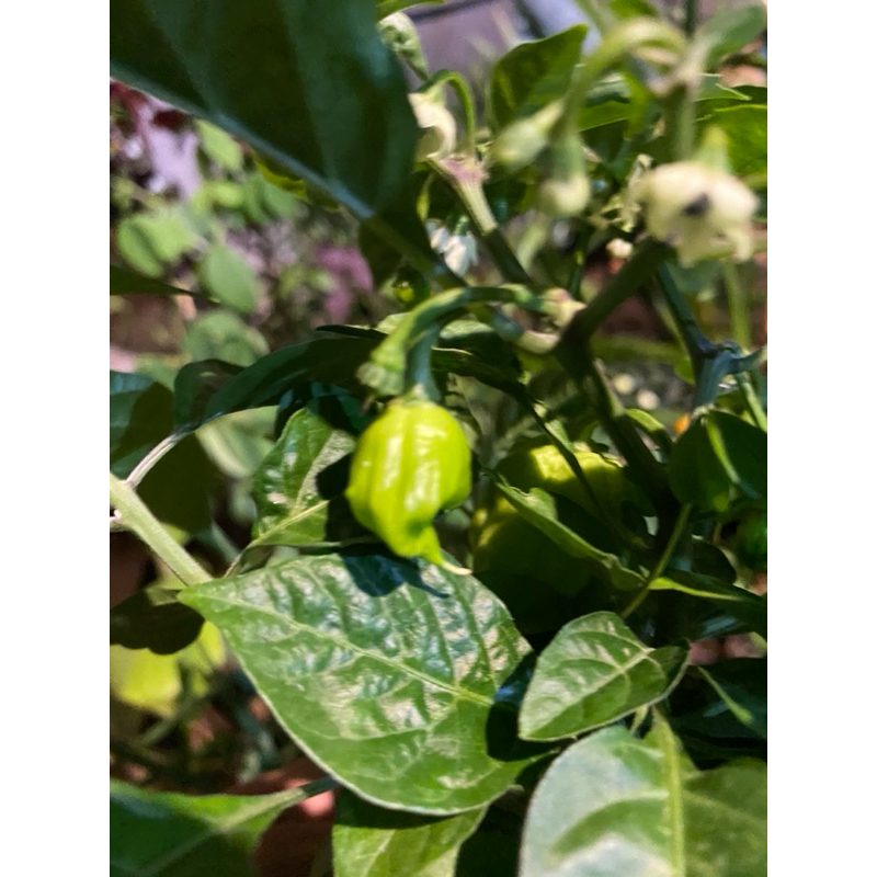 Tanaman Cabe Carolina Reaper Cabai