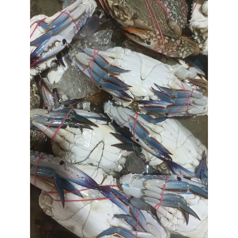 

Kepiting Rajungan Segar 1Kilogram