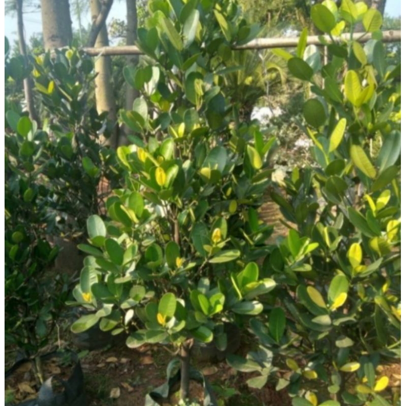 Pohon garcenia nangka taiwan murah tinggi 2 meter, tersedia juga berbagai ukuran