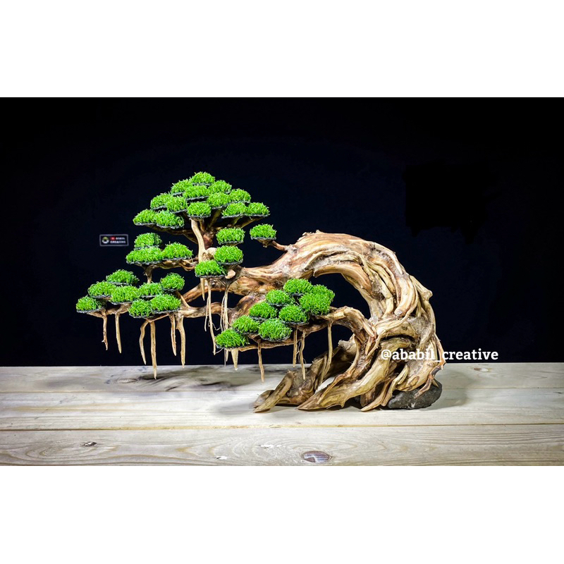 BONSAI AQUASCAPE tema PAKDHE | BONSAI AQUARIUM | HIASAN AQUARIUM | DEKORASI AQUARIUM | AQUASCAPE