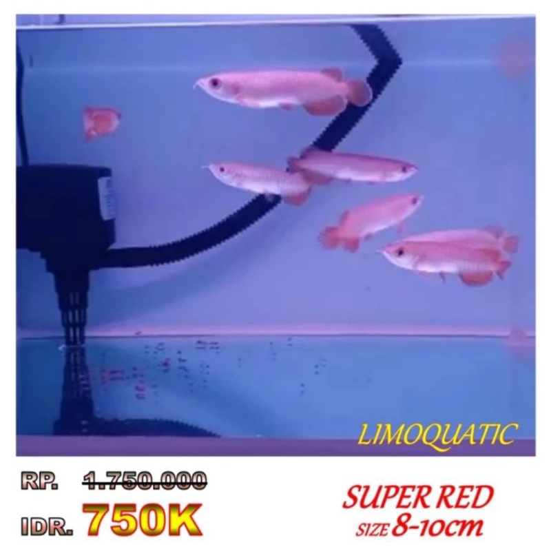 PROMO ARWANA SUPER RED (ikan sehat anti jamur)