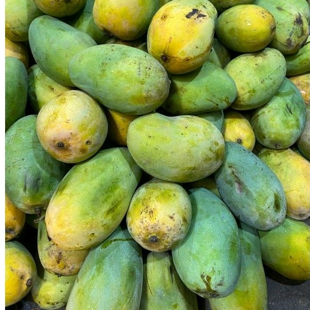 

Mangga Harum Manis
