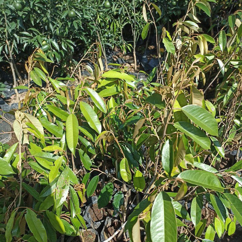 Bibit durian bawor batang besar