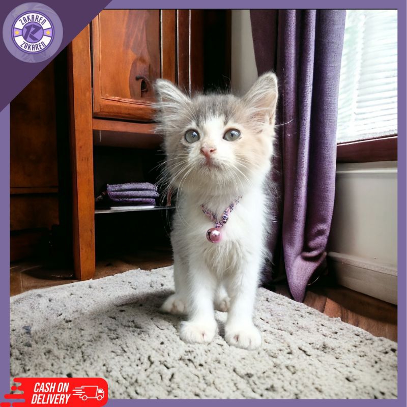 KALUNG KUCING LONCENG NYARING ANTI HILANG BAHAN PRUSIK KUALITAD BAGUS ANTI JAMUR DAN KUTU