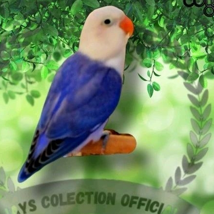 Burung Lovebird Biola Violet