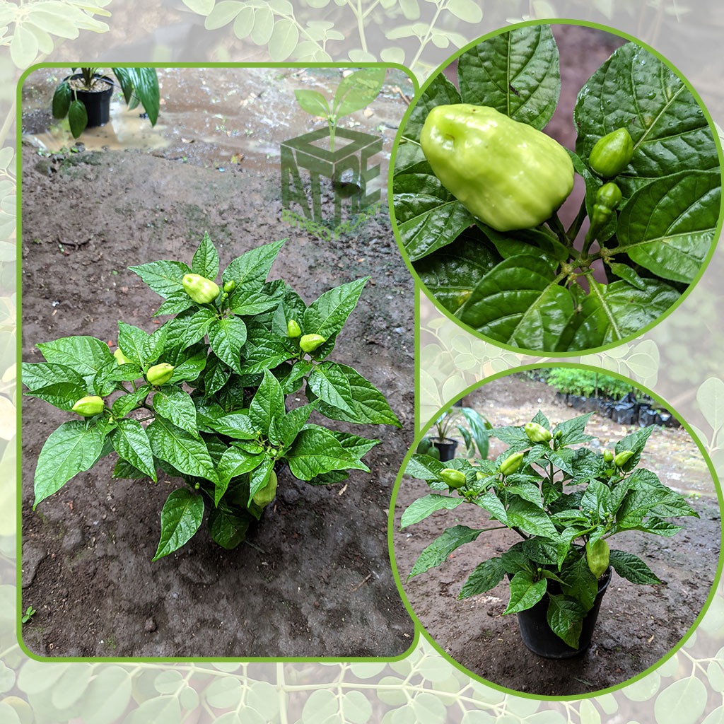 Tanaman bibit cabe gendot cabai habanero abai gendot