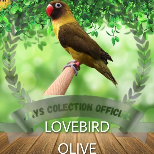 BURUNG LOVEBIRD OLIVE