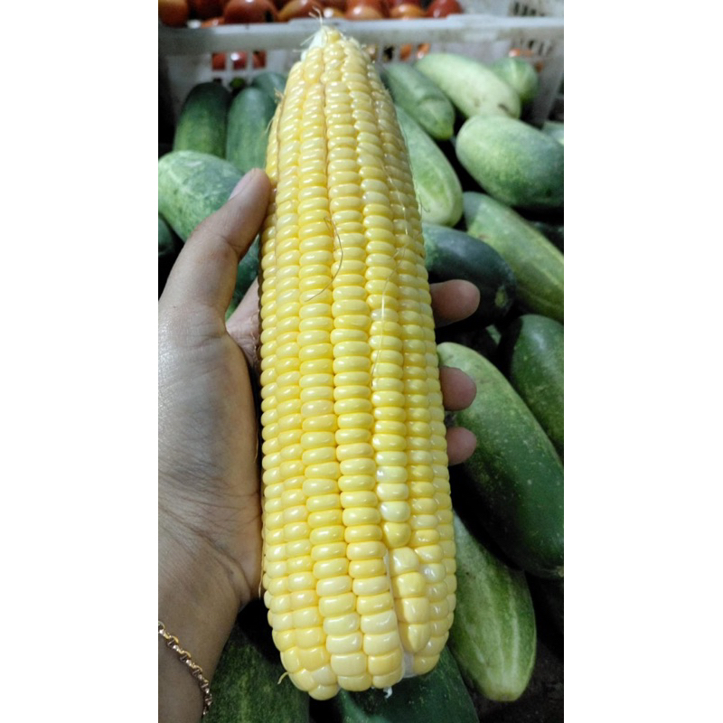 

Jagung manis ukuran besar