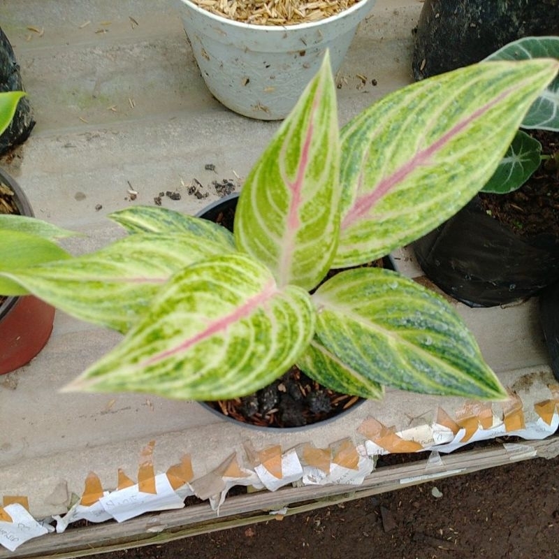 Tanaman hias aglonema caribian.