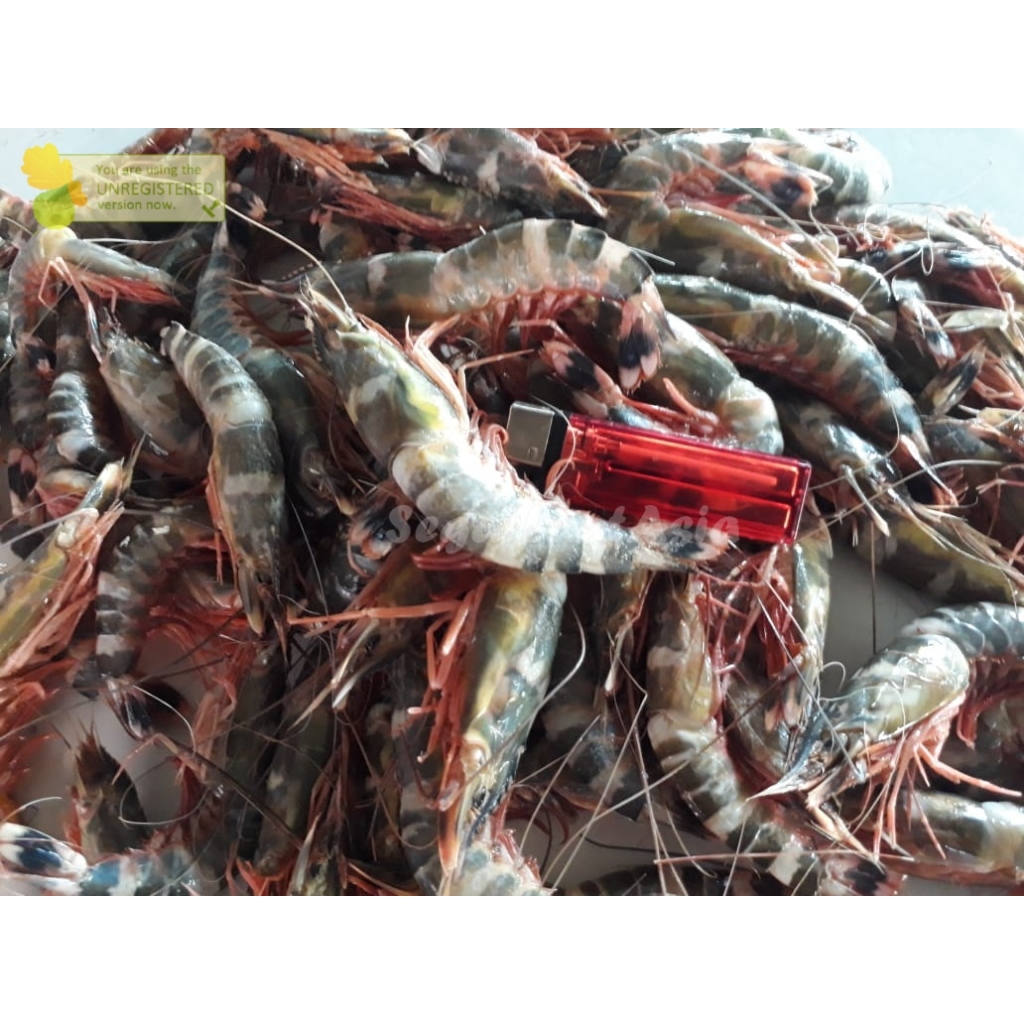 

Udang Windu Laut Udang Loreng Segar 1Kg