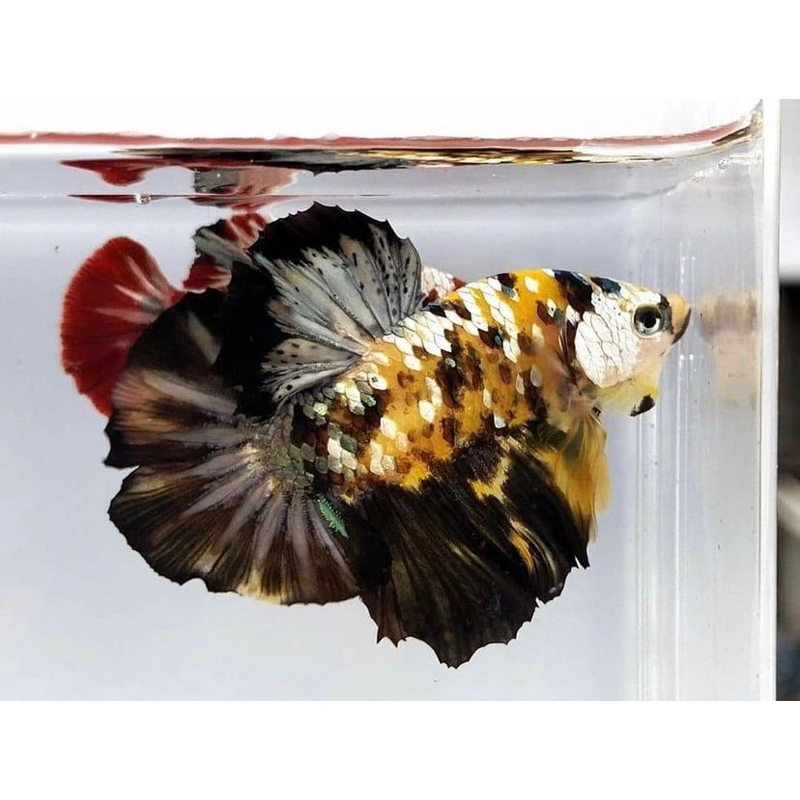 cupang yellow galaxy coper grade A