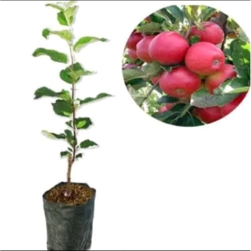 Bibit Apel merah (ana)