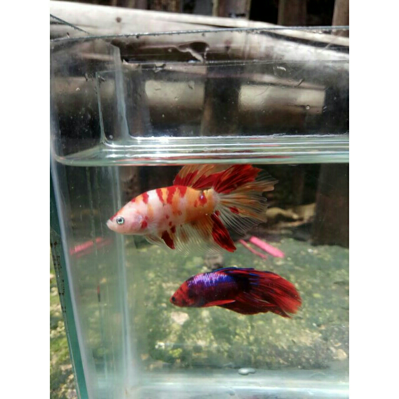 cupang Halfmoon Nemo Klasik