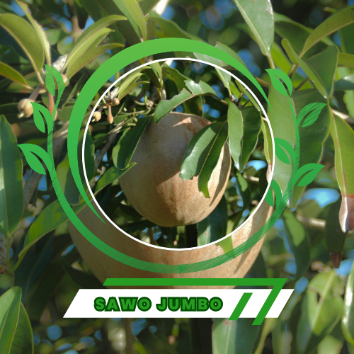 Bibit Sawo Jumbo Okulasi