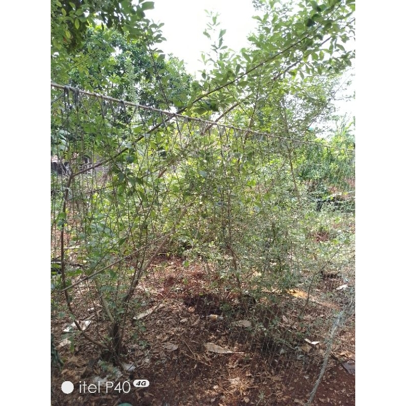 bibit stek Gandasari/Legundi paket hemat isi 50 batang