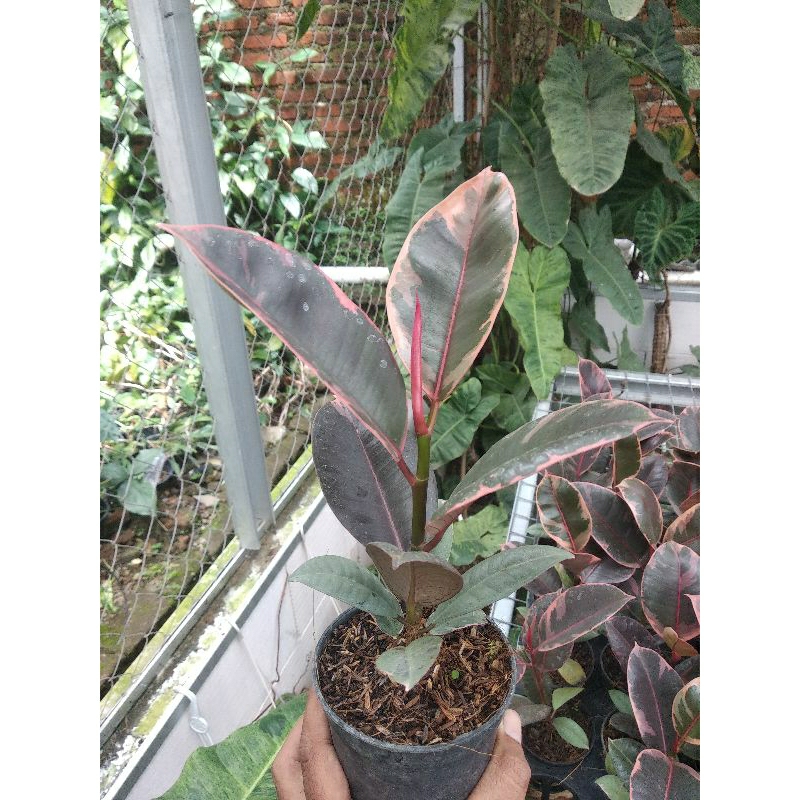 tanaman ficus elastica ruby
