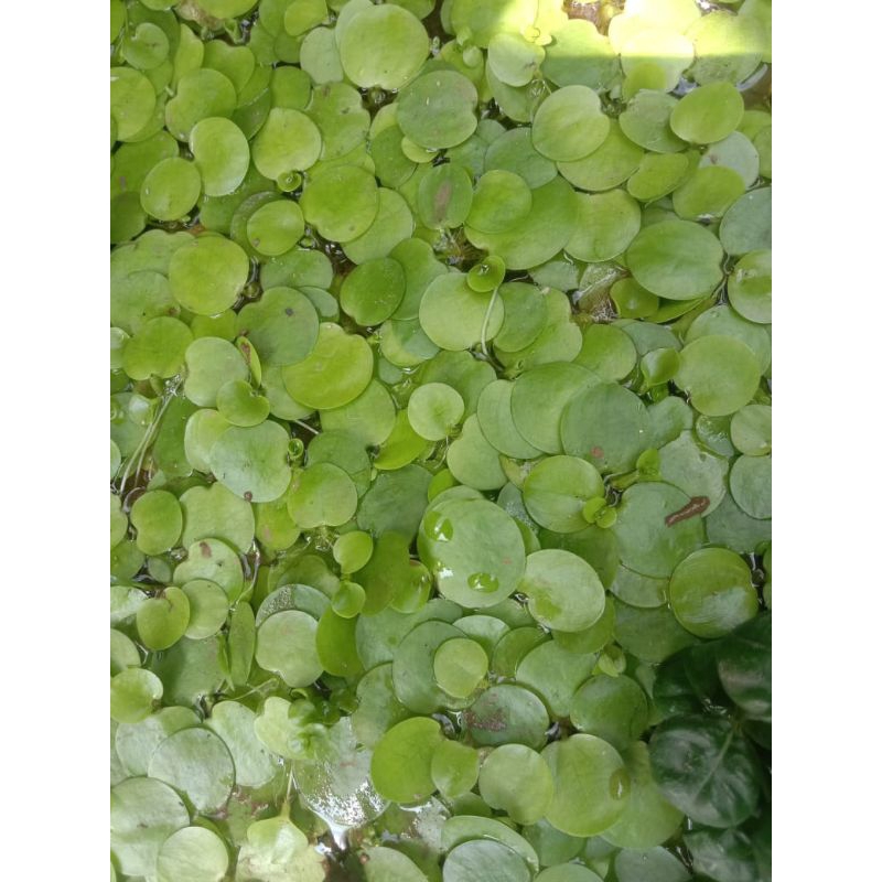 tanaman apung aquarium/amazone progbit