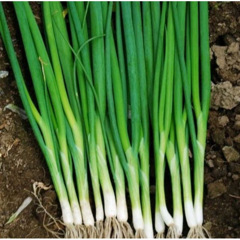 

TERMURAH BAWANG DAUN SAYUR HIJAU