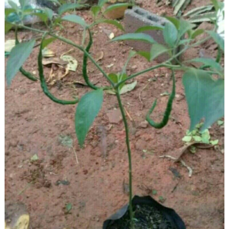 bibit pohon cabe keriting